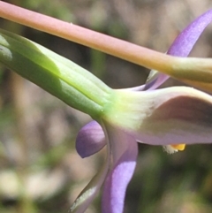 Thelymitra sp. (nuda complex) at Lyneham, ACT - suppressed