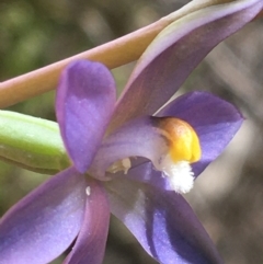 Thelymitra sp. (nuda complex) at Lyneham, ACT - suppressed