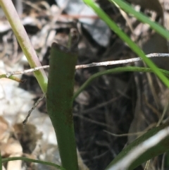 Thelymitra sp. (nuda complex) at Lyneham, ACT - suppressed