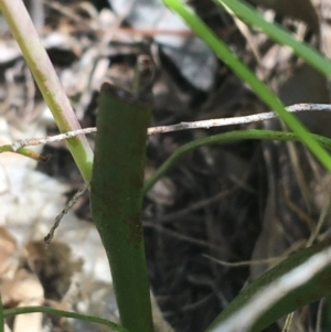 Thelymitra sp. (nuda complex) at Lyneham, ACT - 23 Oct 2021