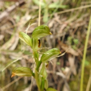 Bunochilus montanus (ACT) = Pterostylis jonesii (NSW) at Paddys River, ACT - suppressed