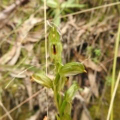 Bunochilus montanus (ACT) = Pterostylis jonesii (NSW) at Paddys River, ACT - suppressed