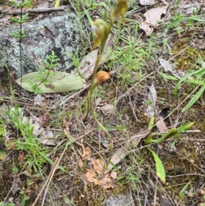 Oligochaetochilus aciculiformis at Coree, ACT - 23 Oct 2021