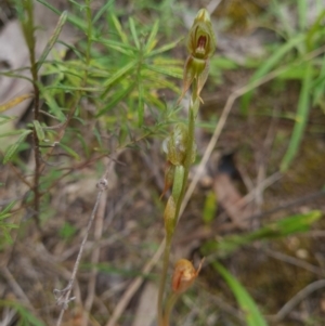 Oligochaetochilus aciculiformis at Coree, ACT - 23 Oct 2021