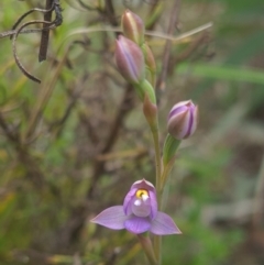 Thelymitra sp. (pauciflora complex) (Sun Orchid) at Coree, ACT - 23 Oct 2021 by RobynHall