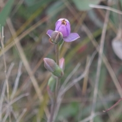 Thelymitra sp. (pauciflora complex) at Coree, ACT - 23 Oct 2021