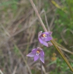 Thelymitra sp. (pauciflora complex) at Coree, ACT - 23 Oct 2021