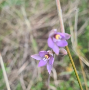 Thelymitra sp. (pauciflora complex) at Coree, ACT - 23 Oct 2021