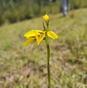 Diuris amabilis at Coree, ACT - 23 Oct 2021