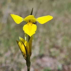 Diuris amabilis at Coree, ACT - 23 Oct 2021