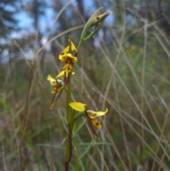 Diuris sulphurea (Tiger Orchid) at Coree, ACT - 22 Oct 2021 by RobynHall