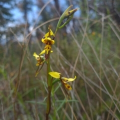 Diuris sulphurea (Tiger Orchid) at Sherwood Forest - 23 Oct 2021 by RobynHall