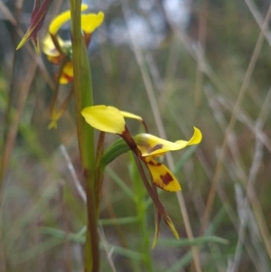 Diuris sulphurea at Coree, ACT - suppressed