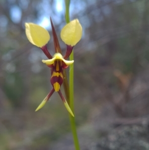 Diuris sulphurea at Coree, ACT - 23 Oct 2021