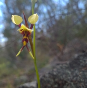 Diuris sulphurea at Coree, ACT - suppressed