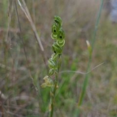 Hymenochilus bicolor (Black-tip Greenhood) at Coree, ACT - 22 Oct 2021 by RobynHall