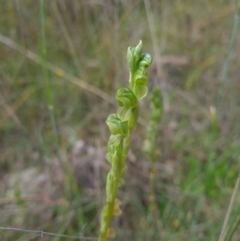 Hymenochilus sp. (A Greenhood Orchid) at Coree, ACT - 22 Oct 2021 by RobynHall