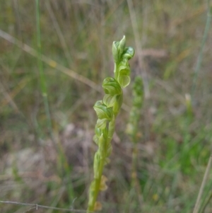 Hymenochilus sp. at Coree, ACT - suppressed