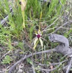 Caladenia atrovespa at Molonglo Valley, ACT - 23 Oct 2021