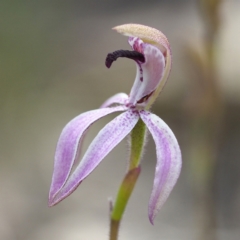 Caladenia congesta (Pink Caps) at Acton, ACT - 23 Oct 2021 by David