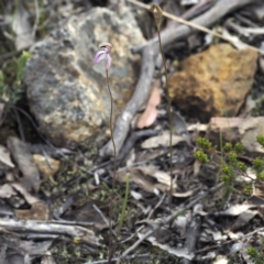 Caladenia congesta at Acton, ACT - suppressed