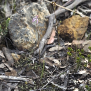 Caladenia congesta at Acton, ACT - suppressed