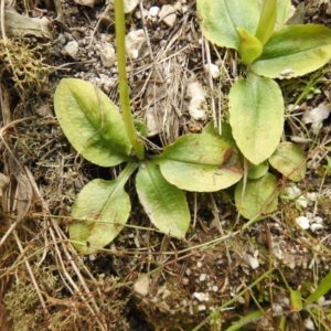 Pterostylis nutans at Paddys River, ACT - 23 Oct 2021