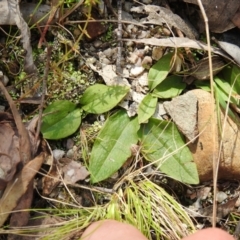 Chiloglottis sp. at Paddys River, ACT - suppressed