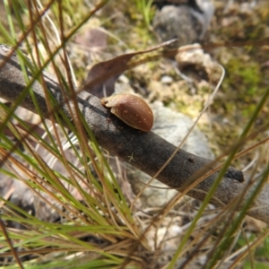 Paropsis atomaria at Paddys River, ACT - suppressed