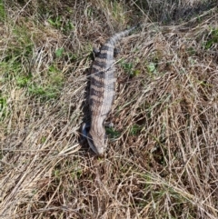 Tiliqua scincoides scincoides (Eastern Blue-tongue) at Paddys River, ACT - 19 Oct 2021 by RobynHall