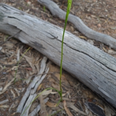 Diuris sp. (A Donkey Orchid) at Paddys River, ACT - 19 Oct 2021 by RobynHall