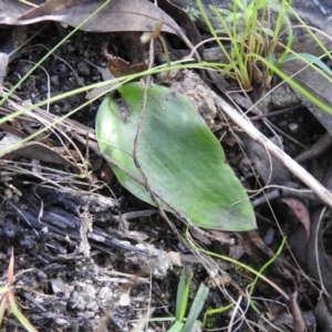 Eriochilus cucullatus at Paddys River, ACT - suppressed