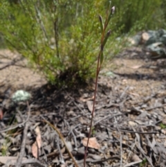 Thelymitra sp. (A Sun Orchid) at Paddys River, ACT - 19 Oct 2021 by RobynHall