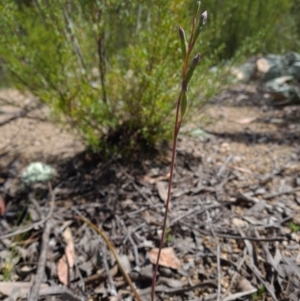 Thelymitra sp. at Paddys River, ACT - suppressed