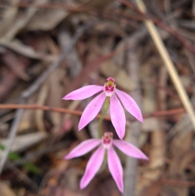 Caladenia carnea (Pink Fingers) at Paddys River, ACT - 18 Oct 2021 by RobynHall