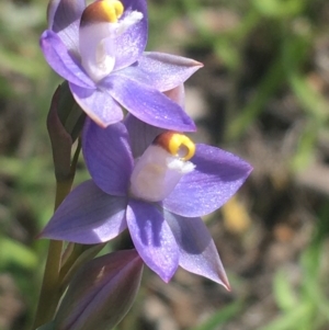 Thelymitra peniculata at Bruce, ACT - 23 Oct 2021