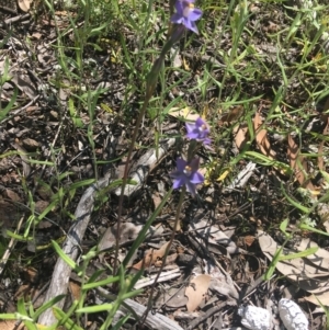 Thelymitra peniculata at Bruce, ACT - 23 Oct 2021