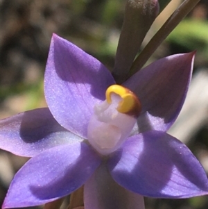 Thelymitra peniculata at Bruce, ACT - 23 Oct 2021