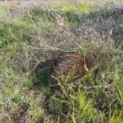 Tachyglossus aculeatus (Short-beaked Echidna) at Percival Hill - 20 Oct 2021 by RobynHall