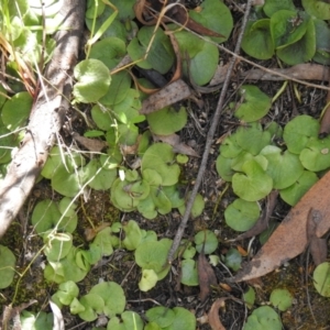 Corysanthes sp. at suppressed - suppressed