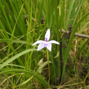 Glossodia major at Paddys River, ACT - suppressed