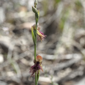 Calochilus platychilus at Acton, ACT - 23 Oct 2021