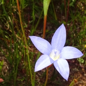 Wahlenbergia stricta subsp. stricta at Molonglo Valley, ACT - 8 Nov 2020