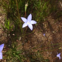 Wahlenbergia stricta subsp. stricta at Molonglo Valley, ACT - 8 Nov 2020