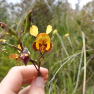 Diuris semilunulata at Paddys River, ACT - suppressed