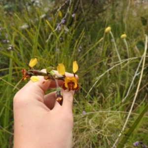 Diuris semilunulata at Paddys River, ACT - suppressed