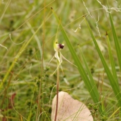 Caladenia parva (Brown-clubbed Spider Orchid) at Paddys River, ACT - 23 Oct 2021 by Liam.m