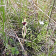 Caladenia parva (Brown-clubbed Spider Orchid) at Paddys River, ACT - 23 Oct 2021 by Liam.m