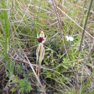 Caladenia parva at Paddys River, ACT - 23 Oct 2021