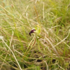 Caladenia parva at Paddys River, ACT - 23 Oct 2021